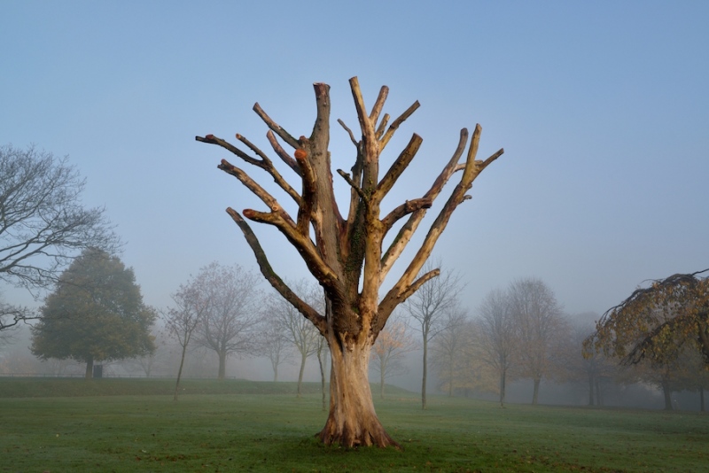 Dead On (2013/14) Dead Elm tree, audio, hardware. Brooke Park, Derry. Void Gallery Sites Gardens' Project