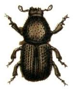 'The tree, an elm, was killed by Dutch Elm Disease,&nbsp;&nbsp;caused by the fungus&nbsp;Ophiostoma novo-ulmi. It is a type of disease known as a vascular wilt because the fungus blocks the vascular (water transport) system, causing the branches to wilt and die. It is spread by elm bark beetles&nbsp;Scolytus&nbsp;multistriatus. The beetles burrow their way into the dying or dead tree, the female laying eggs and adults, carrying the Dutch Elm pathogen emerge into the world to find new victims nearby.&nbsp; Drilling and boring has been at the essence of Morris&rsquo;s approach to&nbsp;Dead On&nbsp;mimicking the bark beetle&rsquo;s invasion on the conscious and subconscious level. Many of us have a terror of drilling, often caused by the fear of the dentist&rsquo;s drill, so much so that we&rsquo;d rather endure the pain of toothache than go to the dentist. There&rsquo;s even a term for it: Odontophobia - a state of denial, a terror of invasion even that of a supposedly benign nature. So if we&rsquo;re afraid of what&rsquo;s good for us imagine how terrifying the indifference of nature is; how the insectoid, the fungal, the viral care nothing for our civilization or superiority. As we listen to the tree, something is&nbsp;alive&nbsp;in there. The sounds are familiar yet unsettling; something seems to be eating its way out&hellip; Locky Morris was born in Derry, where he continues to live and work. He has been exhibiting nationally and internationally since the mid - 1980s while also exhibiting in a wide range of spaces in his local neighbourhood. His practice has also included many works and interventions in he public realm. Dead On&nbsp;is the third of the Void 'gardens' and it continues the theme of considering public art in a new light; as something fluid and subtle yet epic, rather than static, concrete and monumental' (text Gregory Mc Cartney)