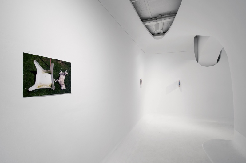 White Dog And Seat (2010) variable dimensions. C-type print (view Ex Elettrofonica, Rome, 2015)&nbsp;&nbsp;