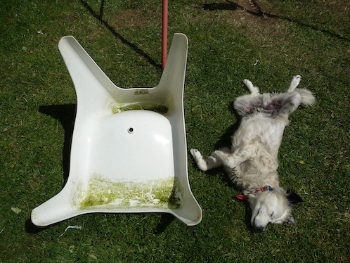 White Dog And Seat (2010) variable dimensions. C-type print